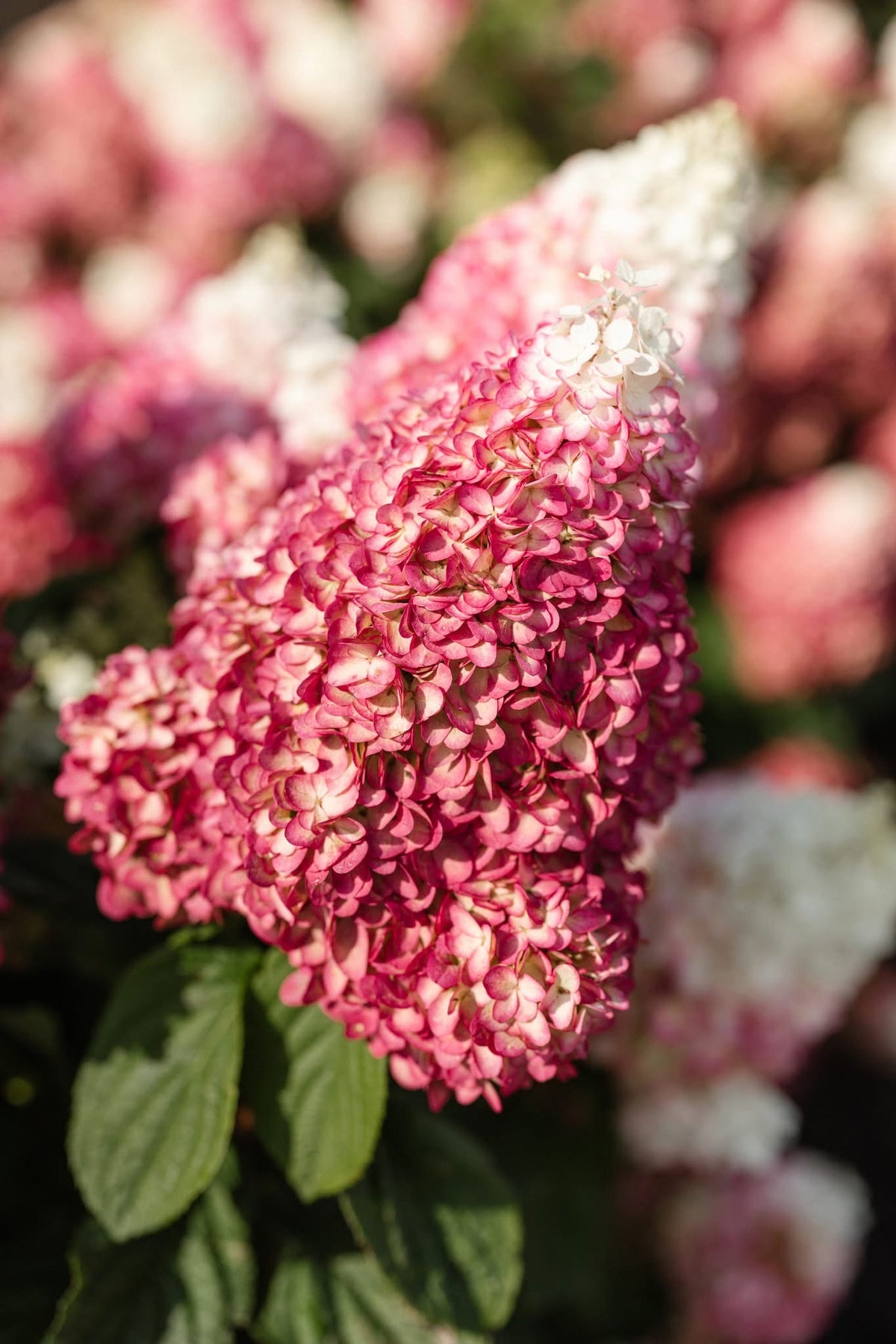 Hortenzija šluotelinė (Hydrangea paniculata) Living 'Red Velvet'