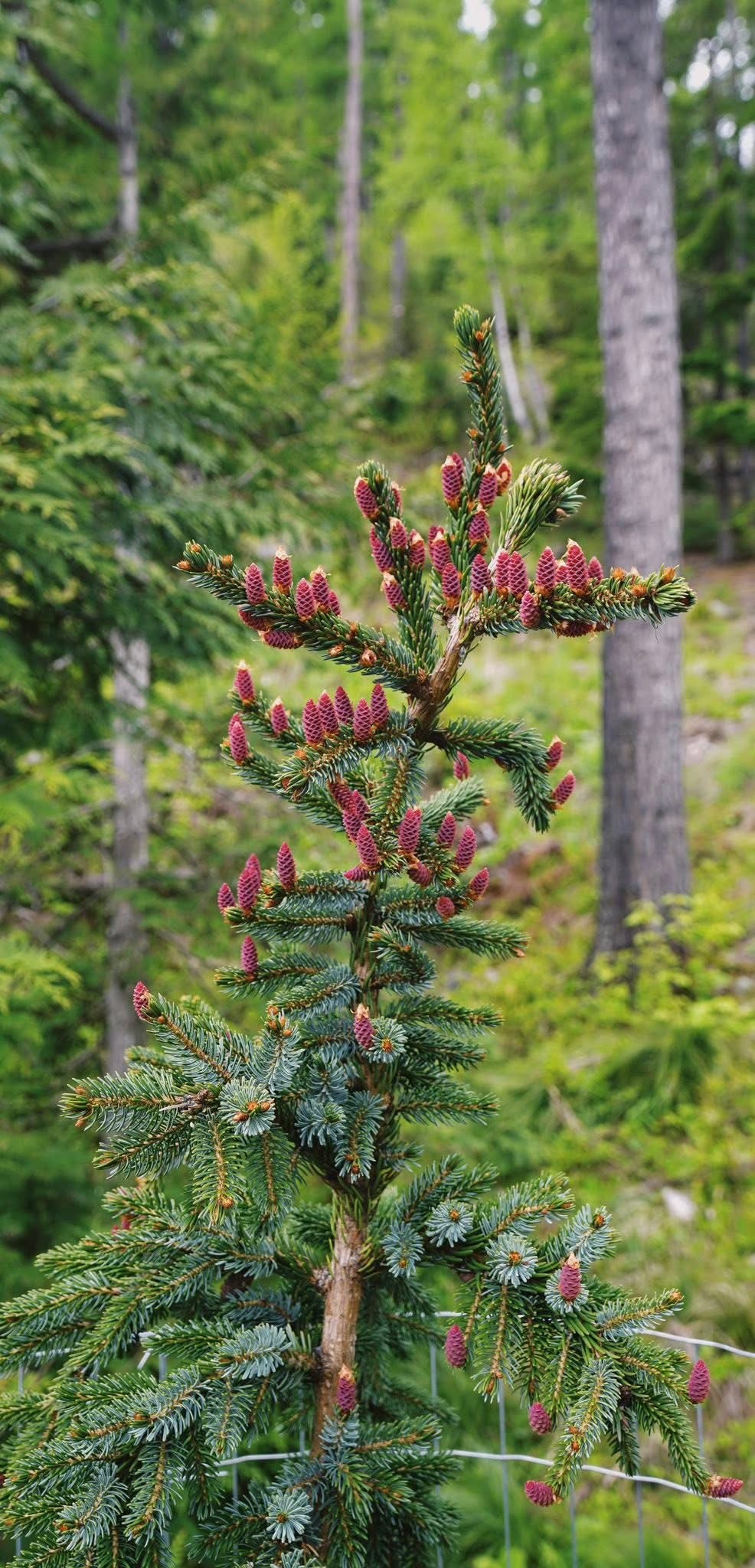Eglė serbinė (Picea omorika) ‘Pendula Bruns’