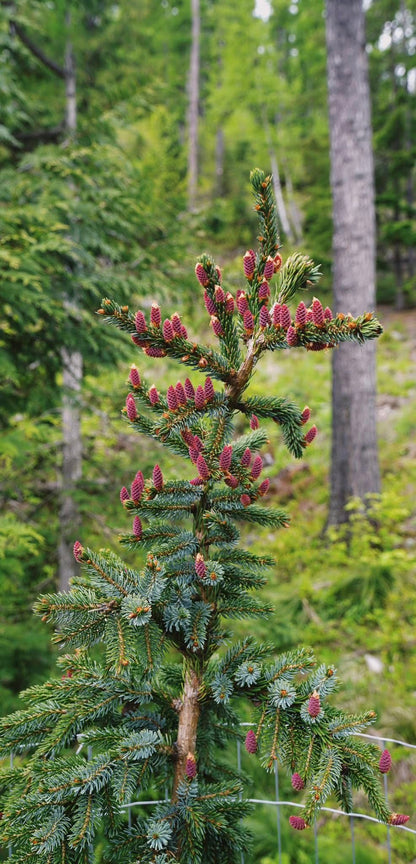 Eglė serbinė (Picea omorika) ‘Pendula Bruns’