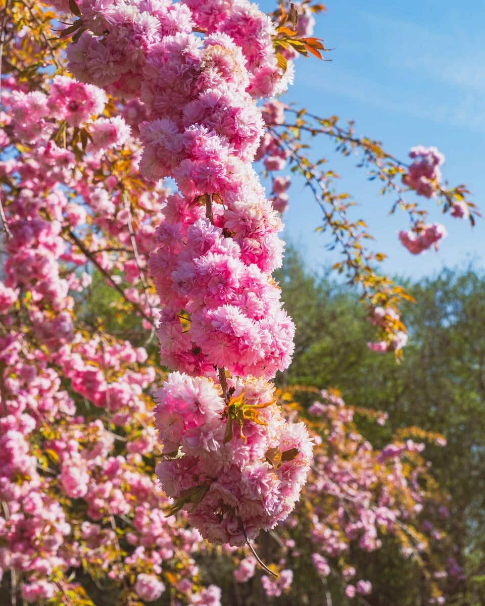 Vyšnia dekoratyvinė (Prunus) 'Kiku-shidare-zakura'