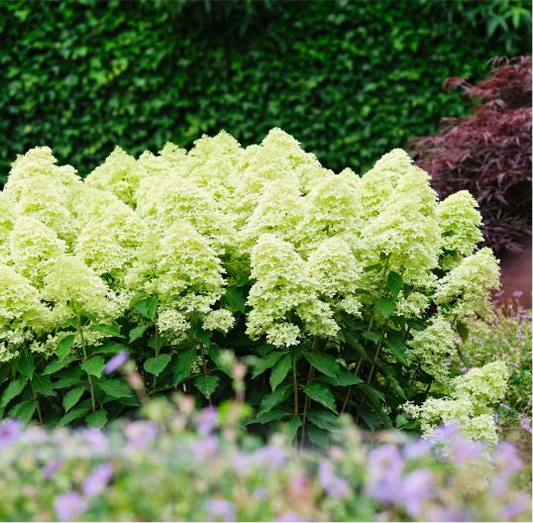 Hortenzija šluotelinė (Hydrangea paniculata) 'Magical Lime Sparkle'