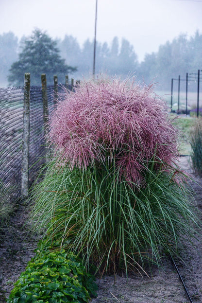 Miskantas kininis (Miscanthus sinensis) 'Polonus'