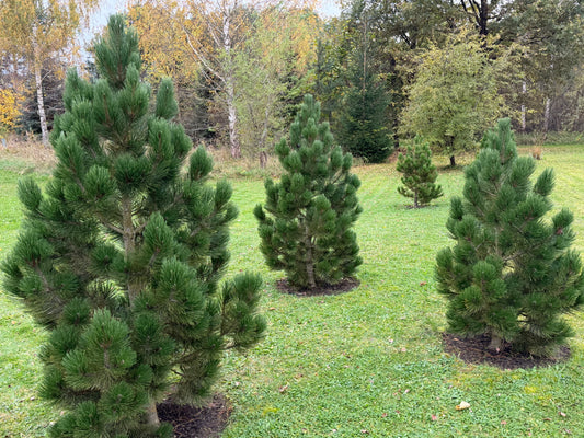 Pušis baltažievė (Pinus leucodermis) 'Malinki'