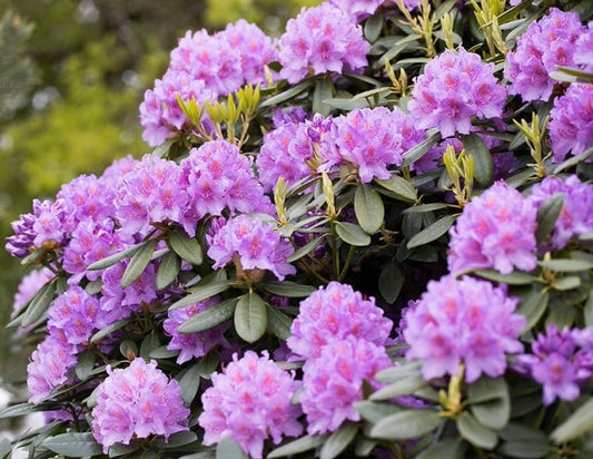 Rododendras (Rhododendron) 'Catawbiense Grandiflorum'