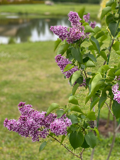 Alyva paprastoji (Syringa vulgaris) 'Sensation'