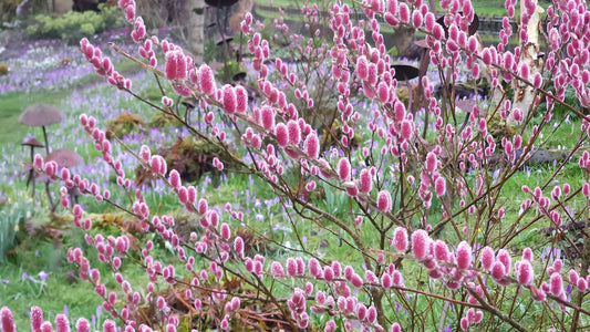 Gluosnis laibapurkis (Salix gracilistyla) 'Mount Aso'