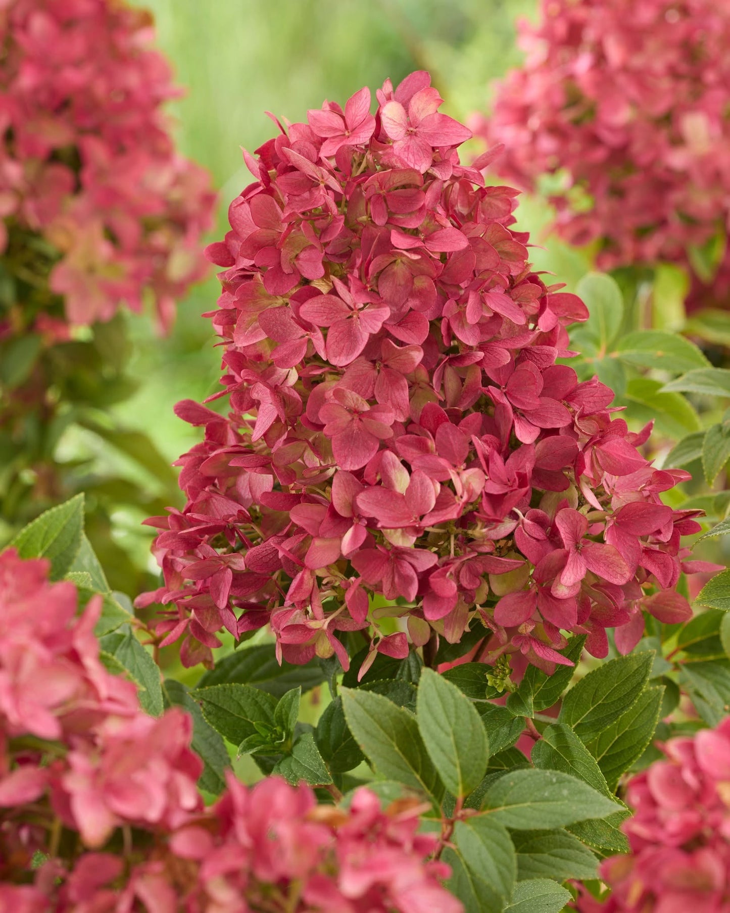 Hortenzija šluotelinė (Hydrangea paniculata) Groundbreaker 'Ruby'