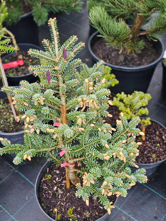 Kėnis subalpinis (Abies lasiocarpa) 'Compacta'