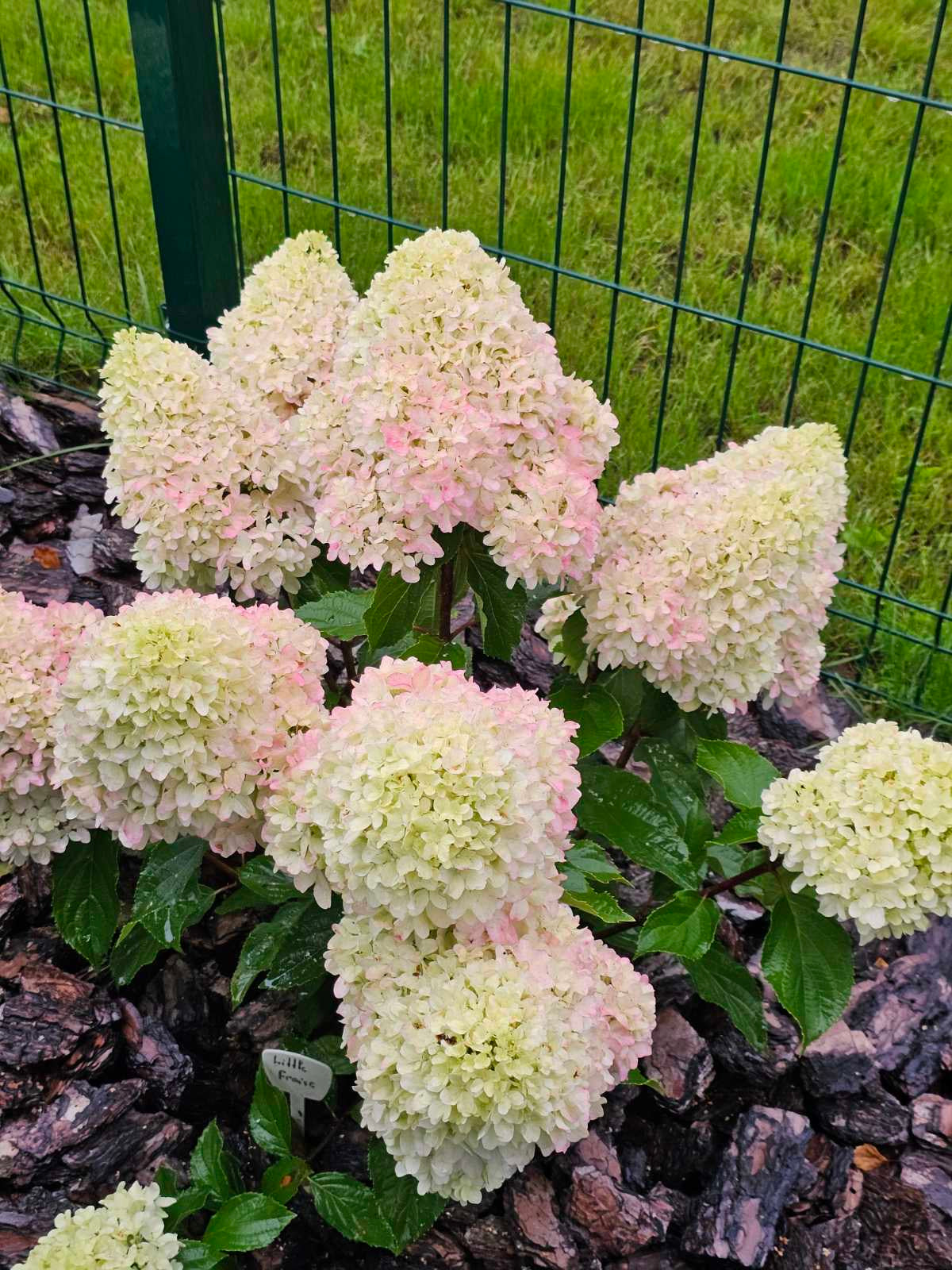 Hortenzija šluotelinė (Hydrangea paniculata) 'Little Fresco'