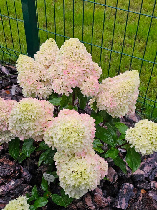 Hortenzija šluotelinė (Hydrangea paniculata) 'Little Fresco'