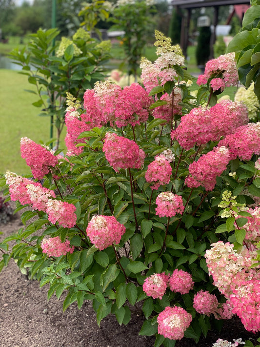 Hortenzija šluotelinė (Hydrangea paniculata) 'Magical Moonlight'