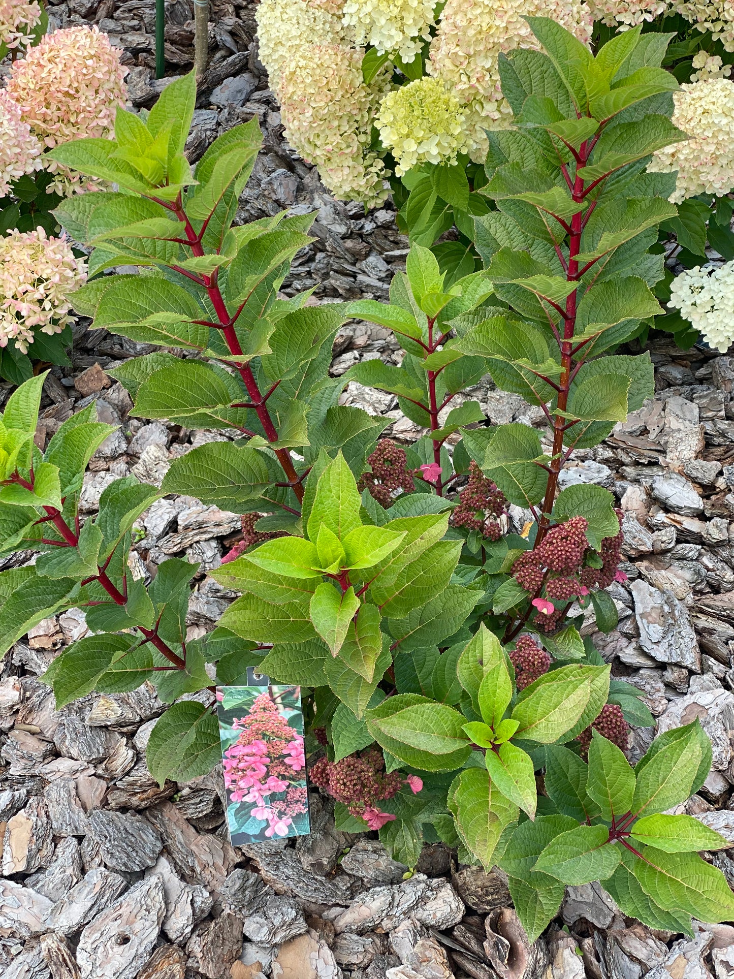 Hortenzija šluotelinė (Hydrangea paniculata) Living 'Infinity'
