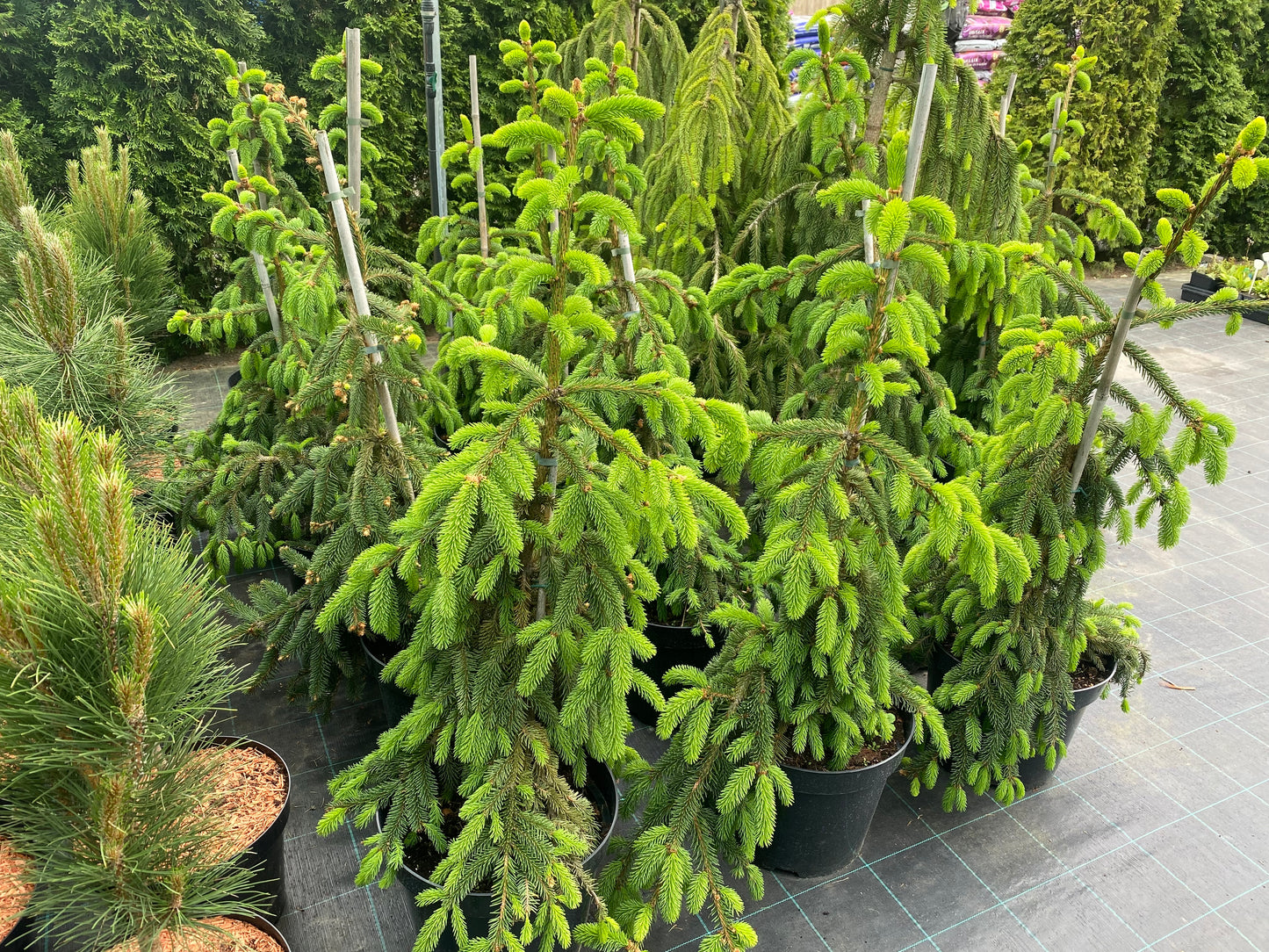 Eglė paprastoji (Picea abies) 'Inversa'
