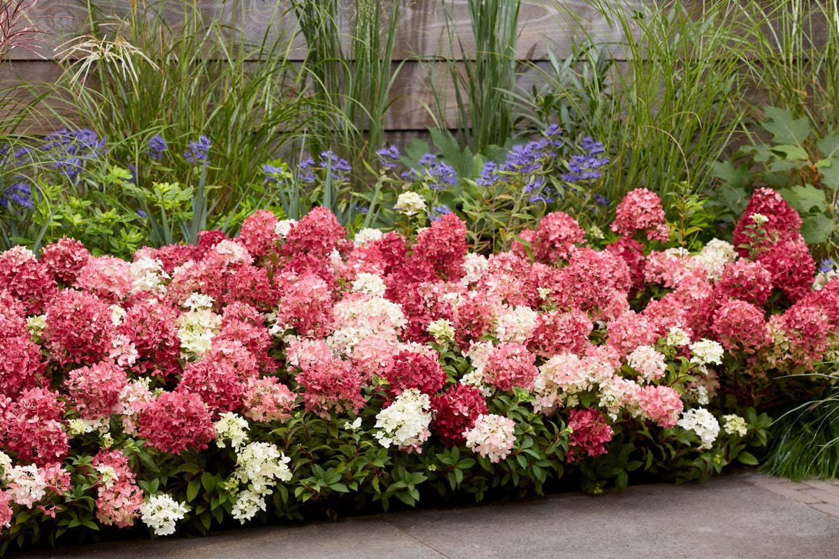 Hortenzija šluotelinė (Hydrangea paniculata) Groundbreaker 'Ruby'