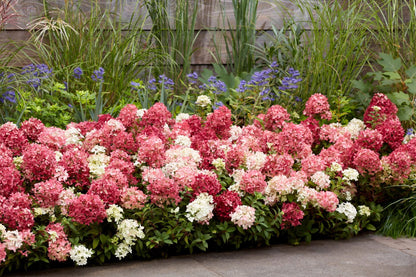 Hortenzija šluotelinė (Hydrangea paniculata) Groundbreaker 'Ruby'