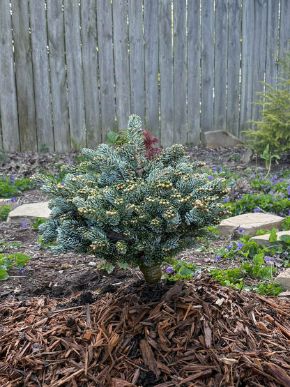 Kėnis korėjinis (Abies koreana) 'Kohouts Icebreaker'