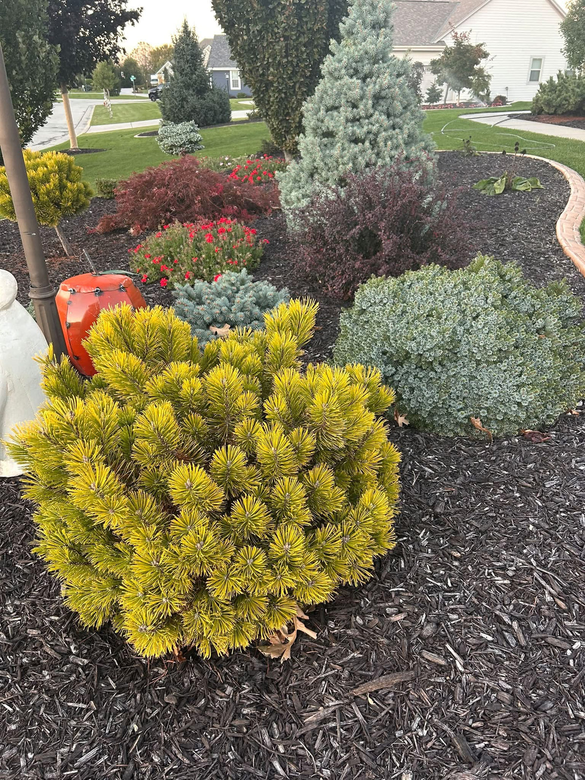 Pušis kalninė (Pinus mugo) 'Carstens Wintergold’
