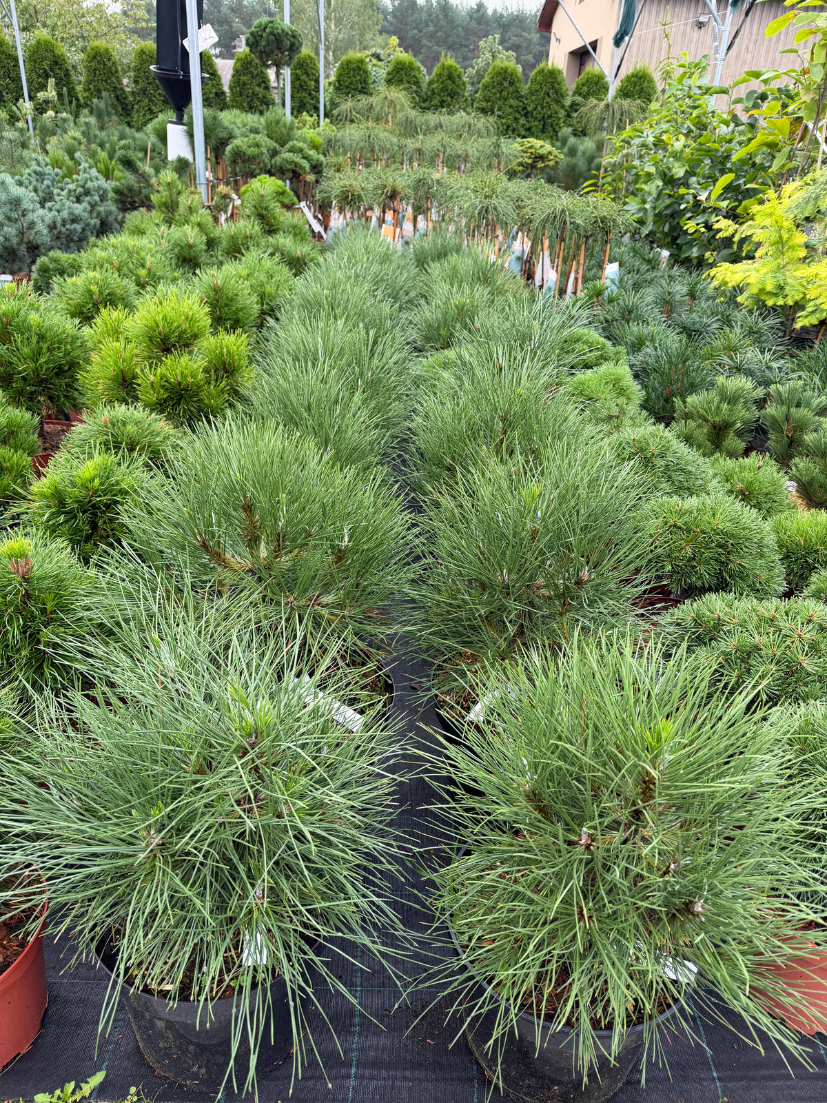 Pušis juodoji (Pinus nigra) 'Spielberg'
