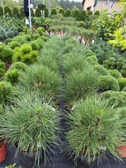 Pušis juodoji (Pinus nigra) 'Spielberg'