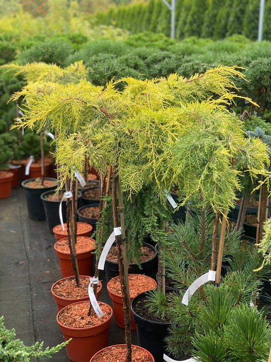 Kadagys tarpinis (Juniperus x pfitzeriana) 'Gold Star' Pa
