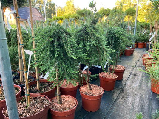 Kadagys paprastasis (Juniperus communis) 'Greenmantle' Pa