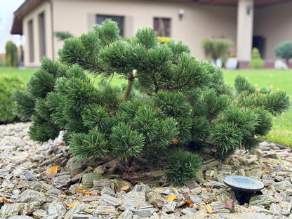 Pušis kalninė (Pinus mugo) 'Jacobsen'