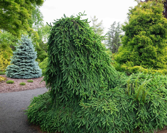 Eglė paprastoji (Picea abies) 'Frohburg’