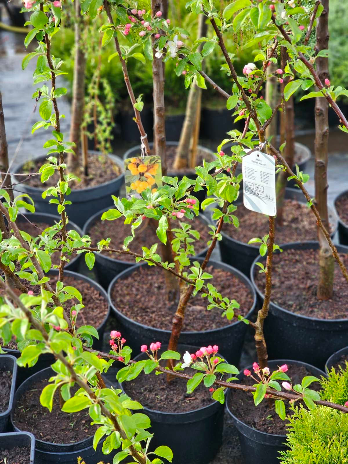 Obelis rojaus (Malus) 'Golden Hornet'