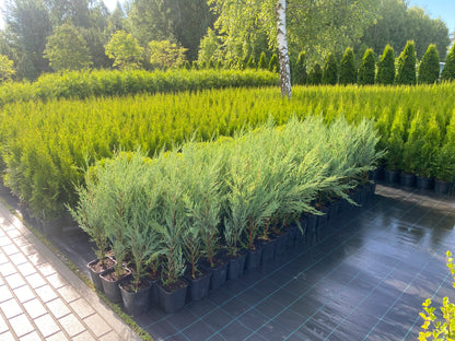 Kadagys uolinis (Juniperus scopulorum) 'Blue Arrow'