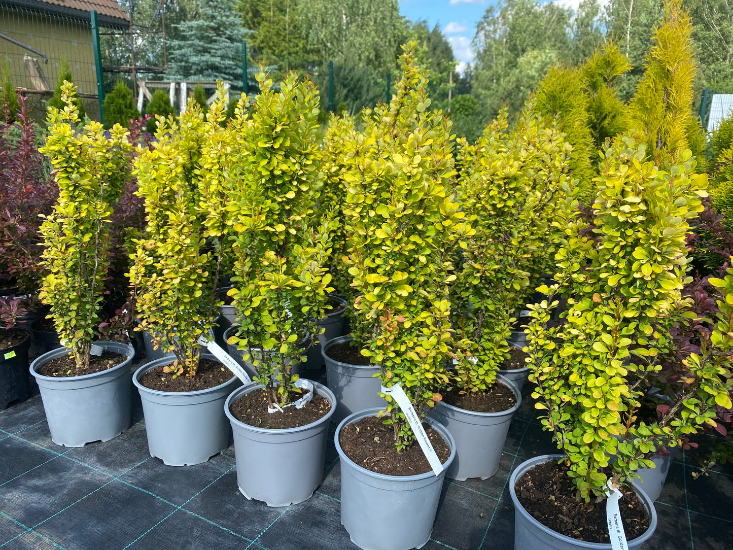 Raugerškis tunbergo (Berberis thunbergii) 'Golden Rocket'