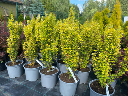Raugerškis tunbergo (Berberis thunbergii) 'Golden Rocket'