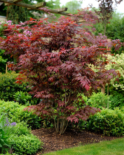Klevas plaštakinis (Acer palmatum) 'Atropurpureum'