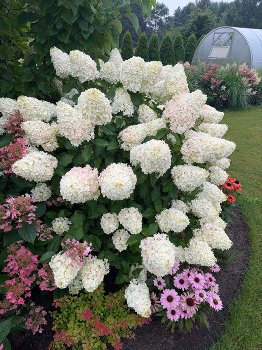 Hortenzija šluotelinė (Hydrangea paniculata) 'Phantom'