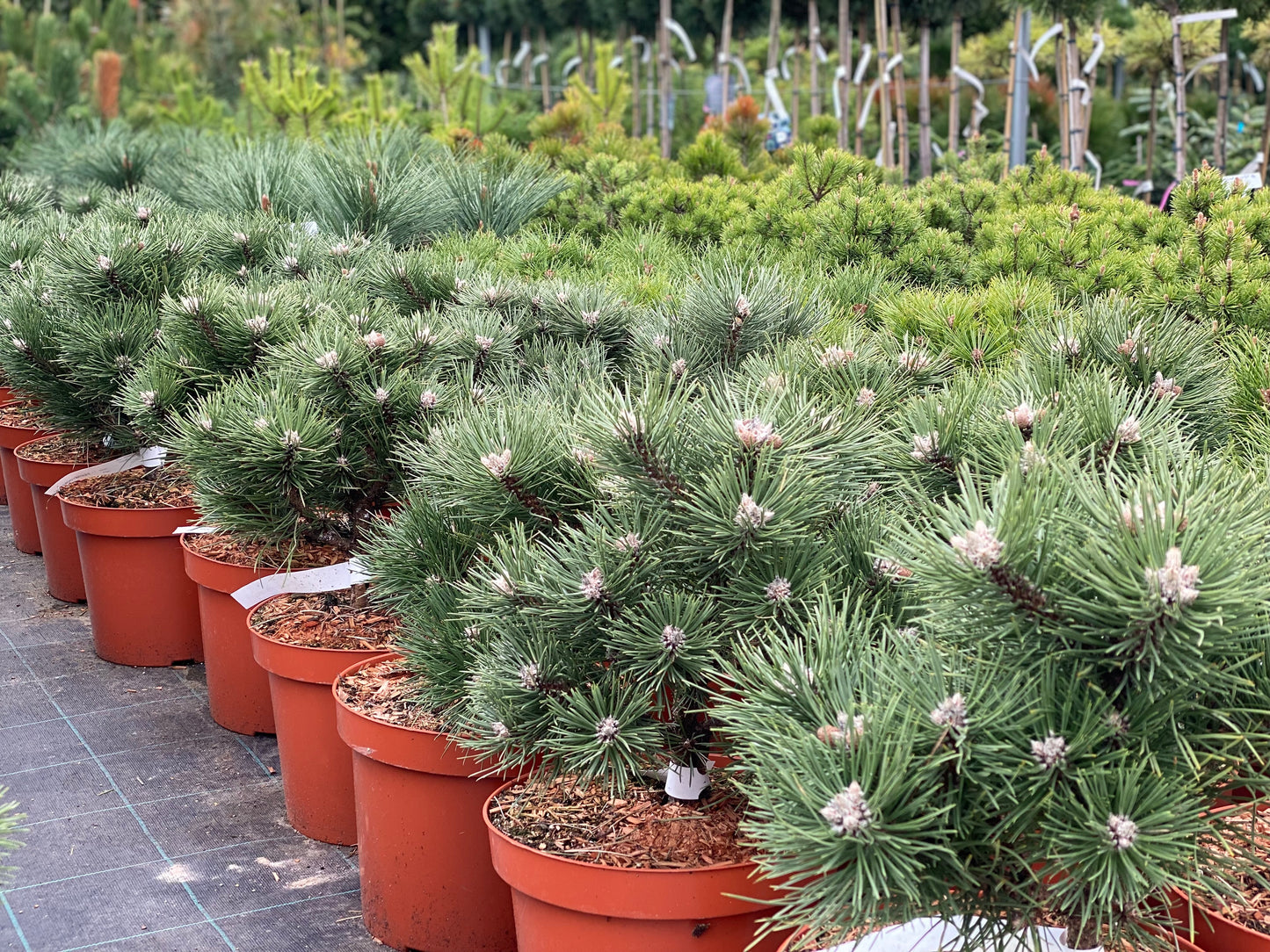 Pušis juodoji (Pinus nigra) 'Hornibrookiana'