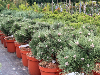 Pušis juodoji (Pinus nigra) 'Hornibrookiana'
