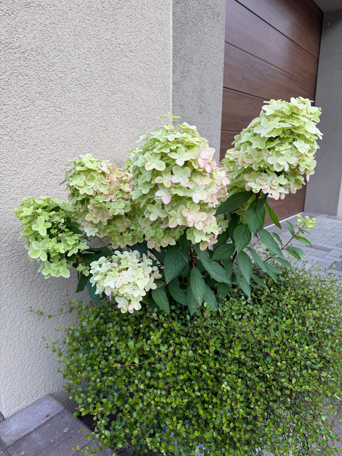 Hortenzija šluotelinė (Hydrangea paniculata) 'Metallica'
