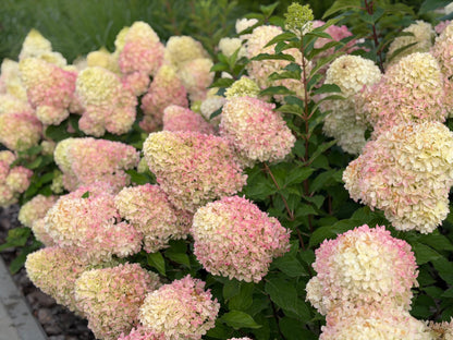 Hortenzija šluotelinė (Hydrangea paniculata) Living 'Colourful Cocktail'