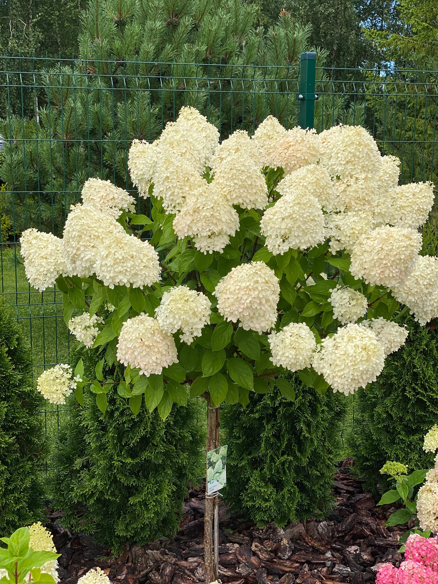 Stiebinė šluotelinė hortenzija (Hydrangea paniculata) 'Limelight' Pa