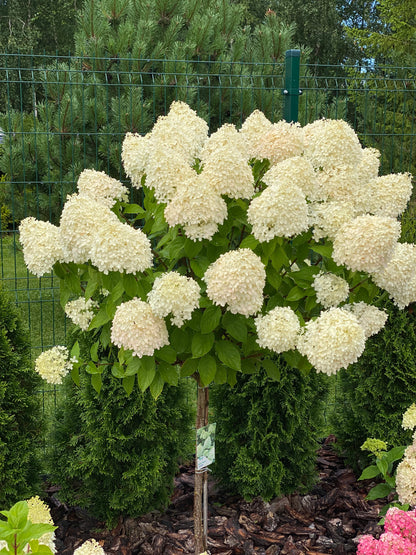 Stiebinė šluotelinė hortenzija (Hydrangea paniculata) 'Limelight' Pa