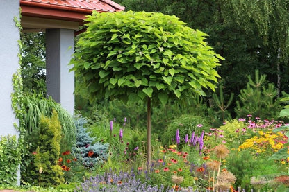 Katalpa paprastoji (Catalpa bignonioides) 'Nana'