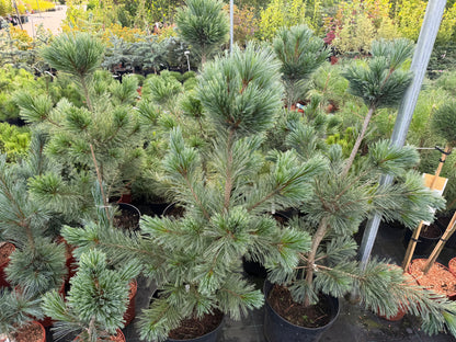 Pušis lanksčioji (Pinus flexilis) 'Vanderwolf's Pyramid'
