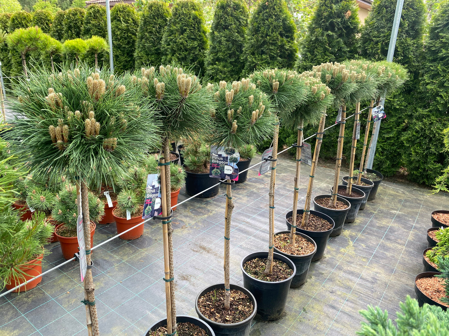 Pušis juodoji (Pinus nigra) 'Marie Bregeon' Pa