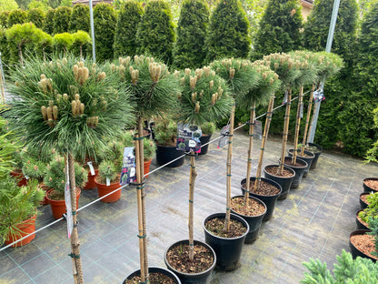 Pušis juodoji (Pinus nigra) 'Marie Bregeon' Pa