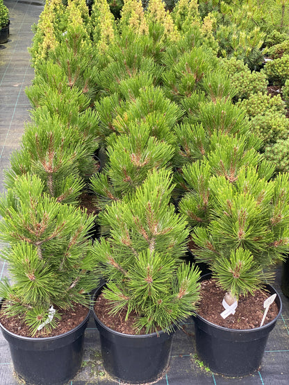 Pušis baltažievė (Pinus leucodermis) 'Mint Truffle'