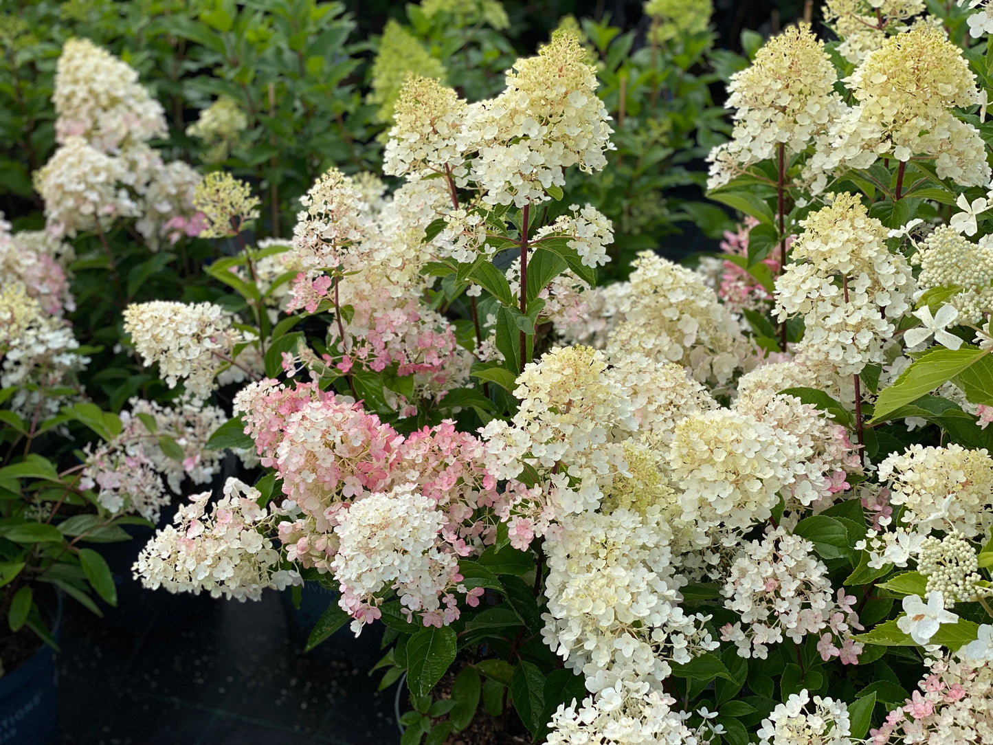 Hortenzija šluotelinė (Hydrangea paniculata) Living 'Little Blossom'