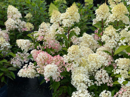 Hortenzija šluotelinė (Hydrangea paniculata) Living 'Little Blossom'