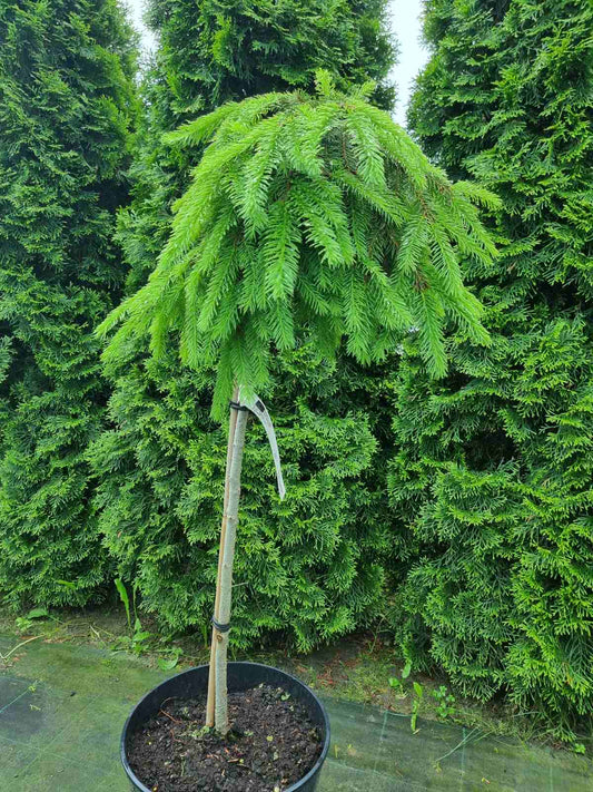 Eglė paprastoji (Picea abies) 'Formanek' Pa