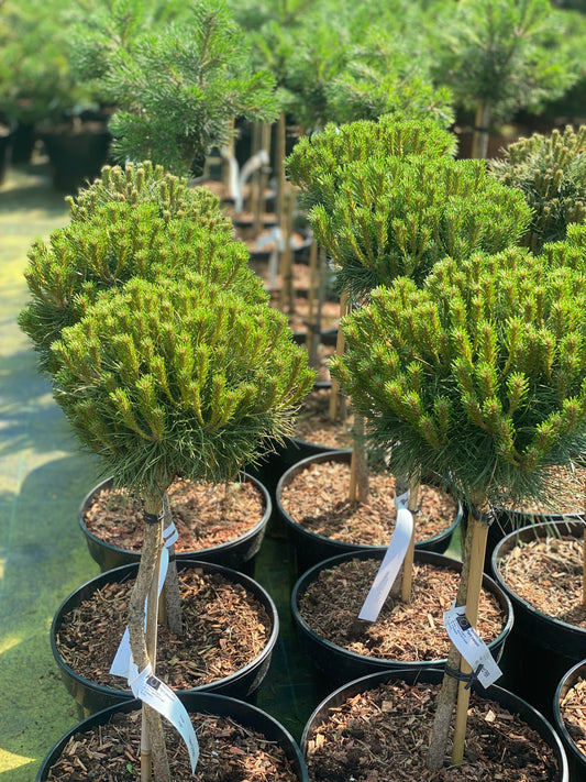 Pušis juodoji (Pinus nigra) 'Merci' Pa