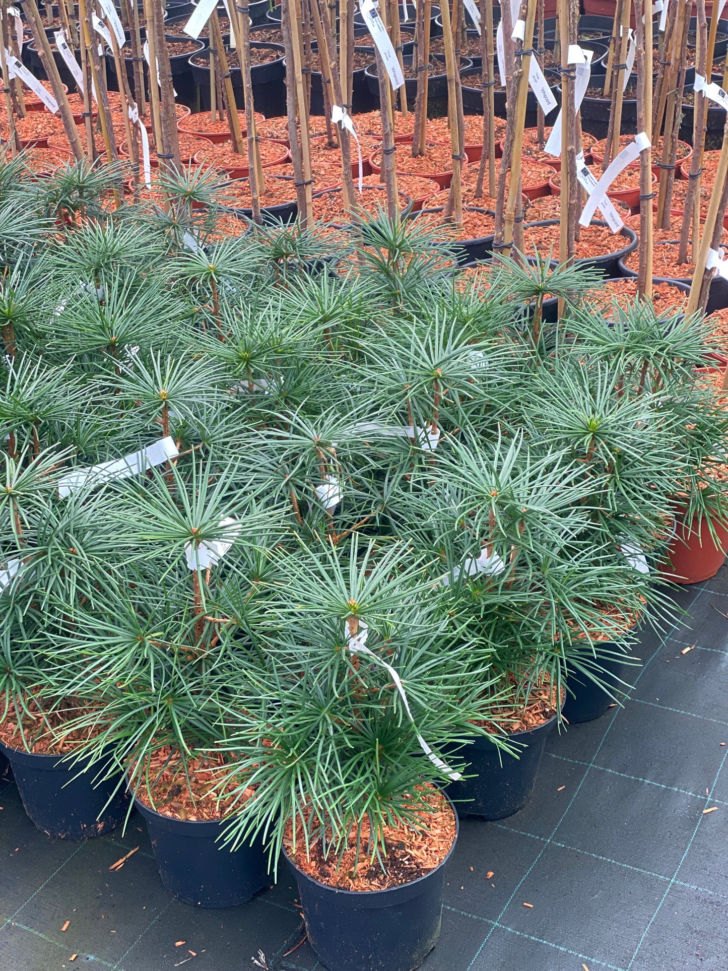 Skėtkėnis mentūrinis (Sciadopitys verticillata)