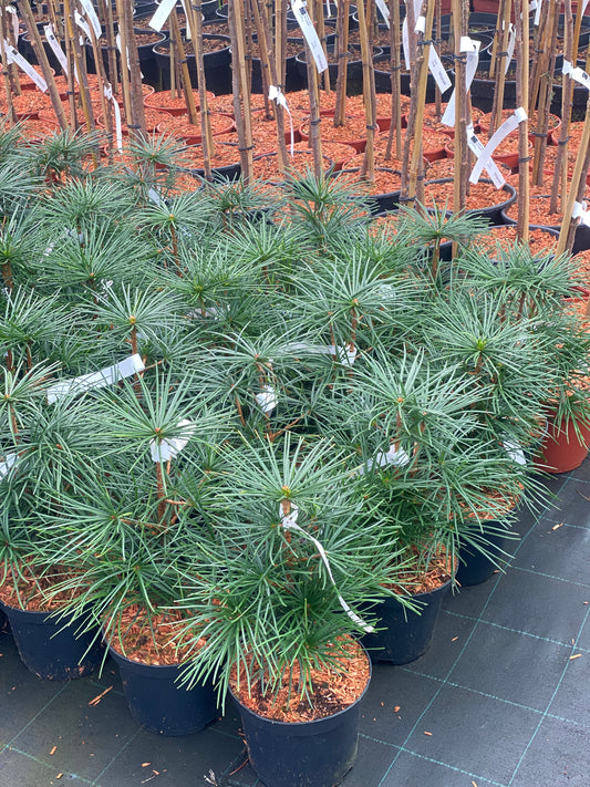 Skėtkėnis mentūrinis (Sciadopitys verticillata)